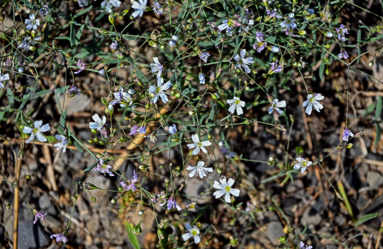 Изображение особи Gypsophila elegans.