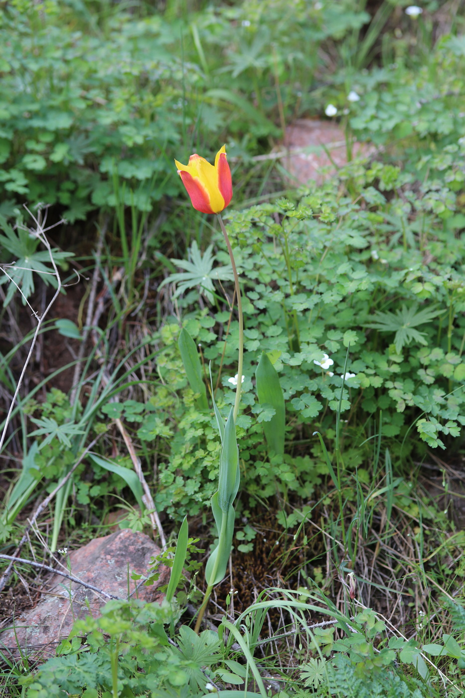 Image of Tulipa zenaidae specimen.