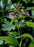 Pedicularis resupinata