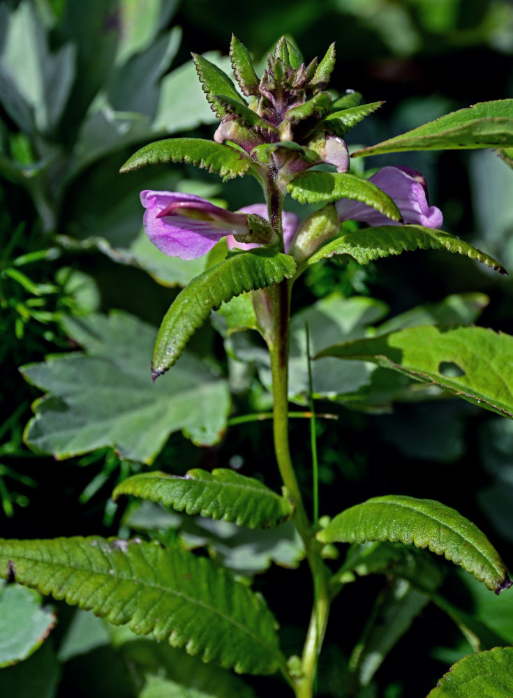 Изображение особи Pedicularis resupinata.