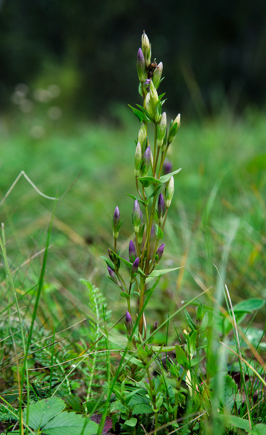 Изображение особи Gentianella amarella.