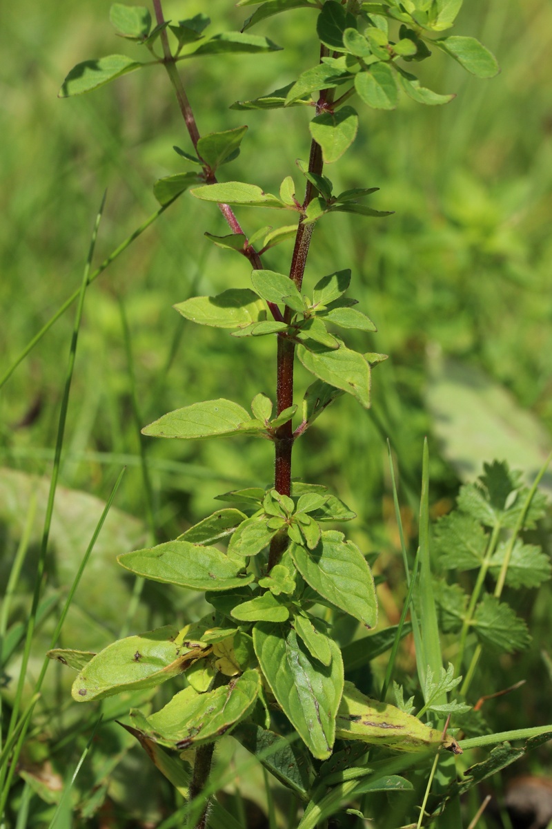 Изображение особи Origanum vulgare.