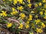 Solidago virgaurea. Побеги с соцветиями. Краснодарский край, г/о Сочи, Хостинский р-н, окр. с. Хлебороб, у дороги к Навалищенскому ущелью. 11.10.2021.