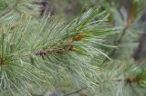 Pinus sibirica