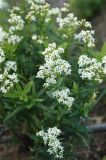 Galium boreale