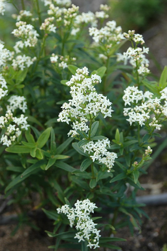 Image of Galium boreale specimen.