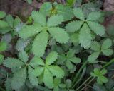 genus Potentilla