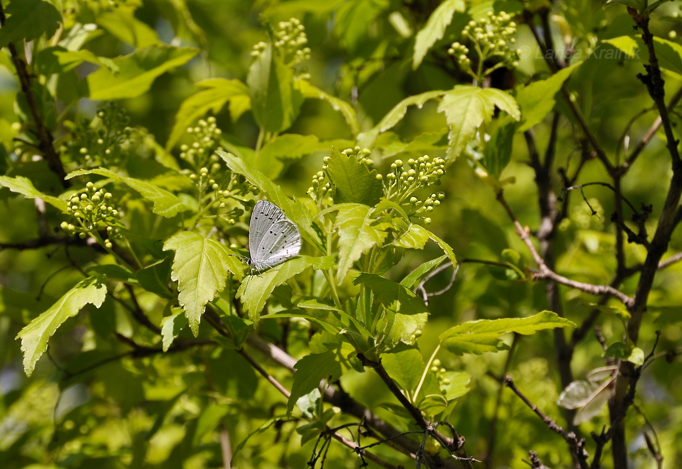 Image of Acer ginnala specimen.