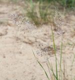 Festuca rubra