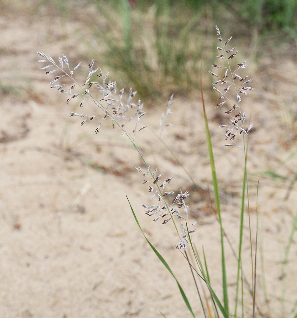 Image of Festuca rubra specimen.