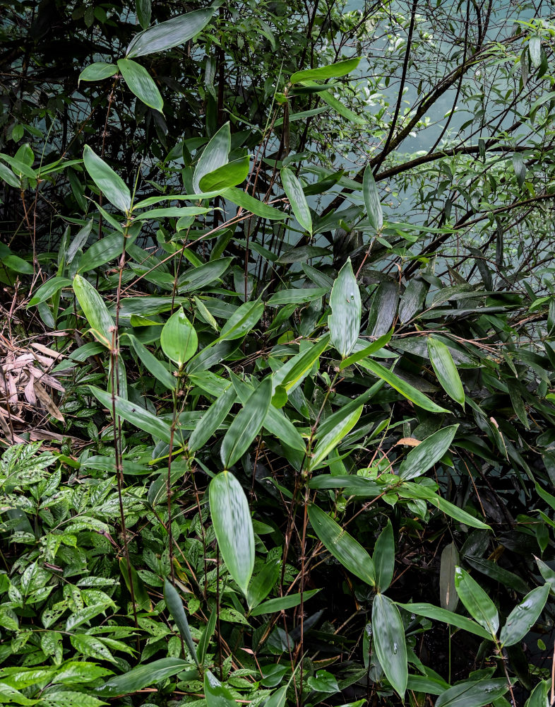 Изображение особи Phyllostachys pubescens.