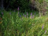 Salvia tesquicola