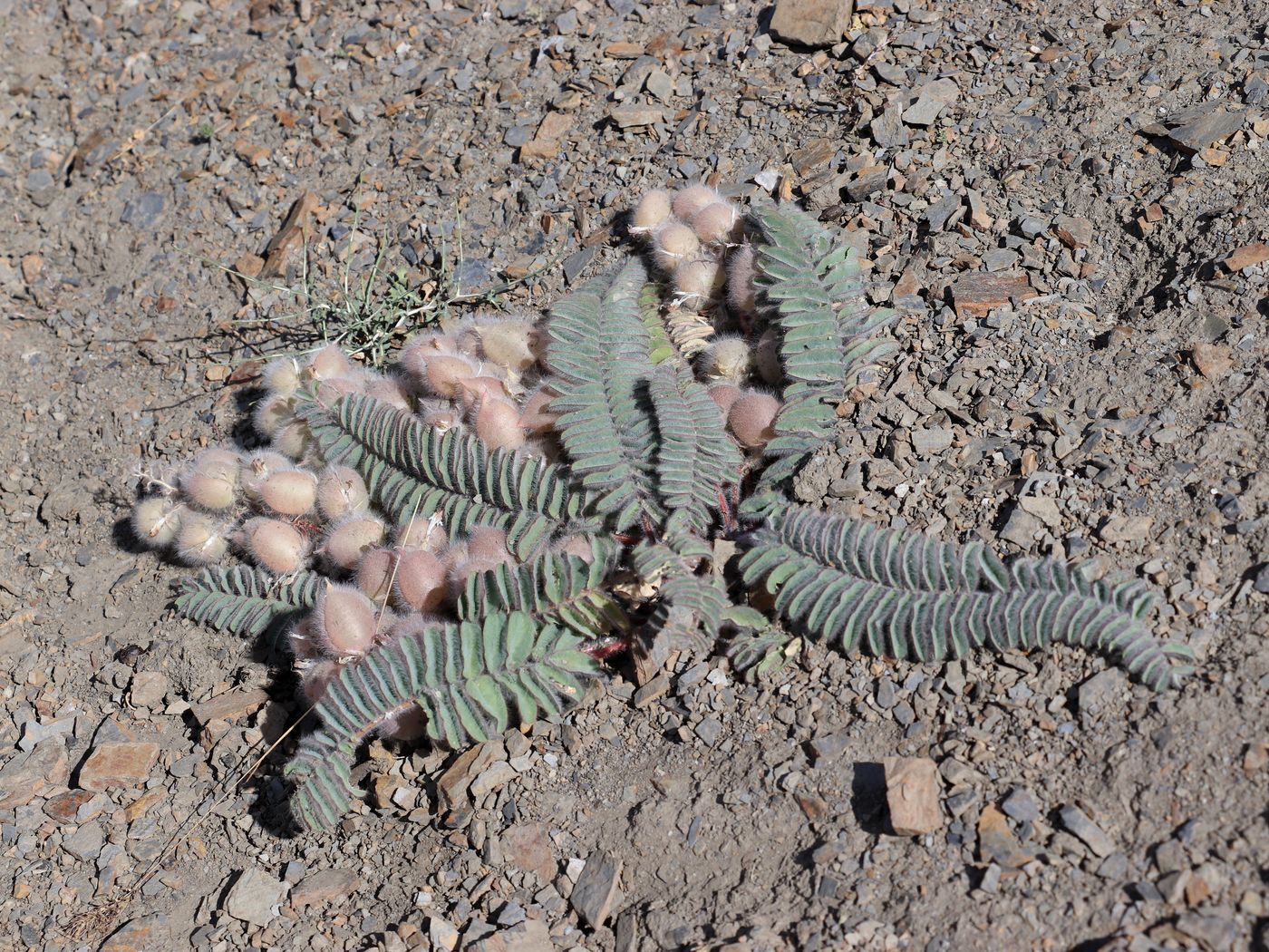 Image of Astragalus leptophysus specimen.