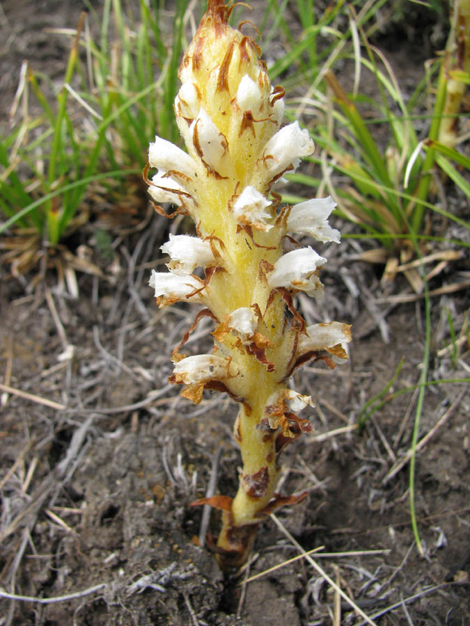 Image of Orobanche korshinskyi specimen.