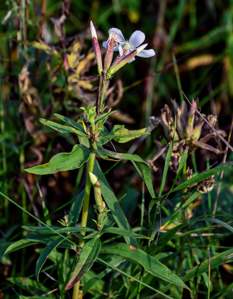 Изображение особи Saponaria officinalis.