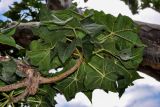 Sterculia africana. Верхушка ветви с листьями (вид на абаксиальную поверхность). Сокотра, плато Хомхи, каменистый склон. 29.12.2013.