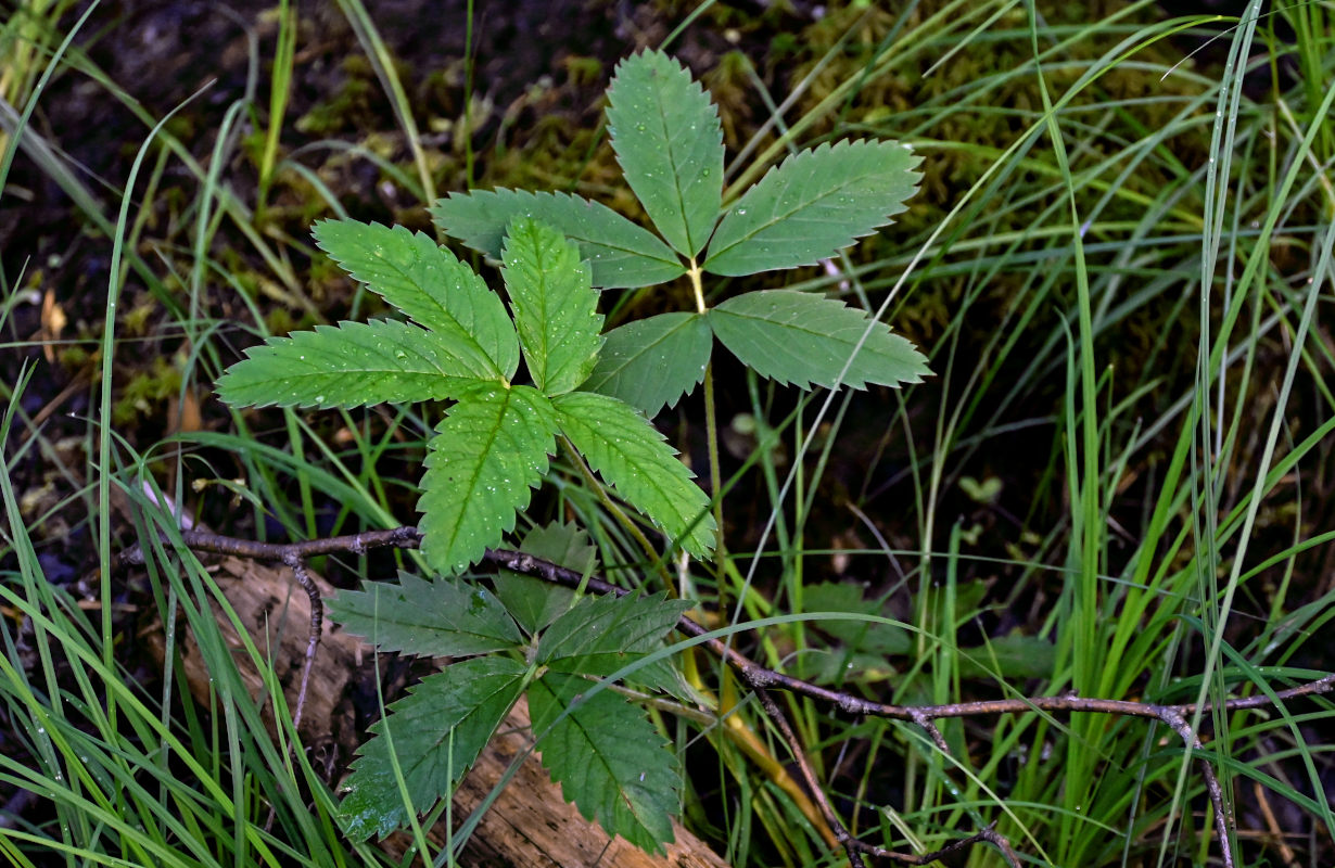 Изображение особи Comarum palustre.