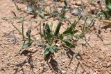 Strigosella africana. Цветущее и плодоносящее растение. Таджикистан, Согдийская обл., Исфара, пестроцветный склон. 1 мая 2023 г.