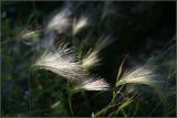 Hordeum jubatum. Соцветия. Тульская обл., пос. Дубна, дачный участок. 18.07.2009.