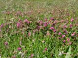 Trifolium pratense