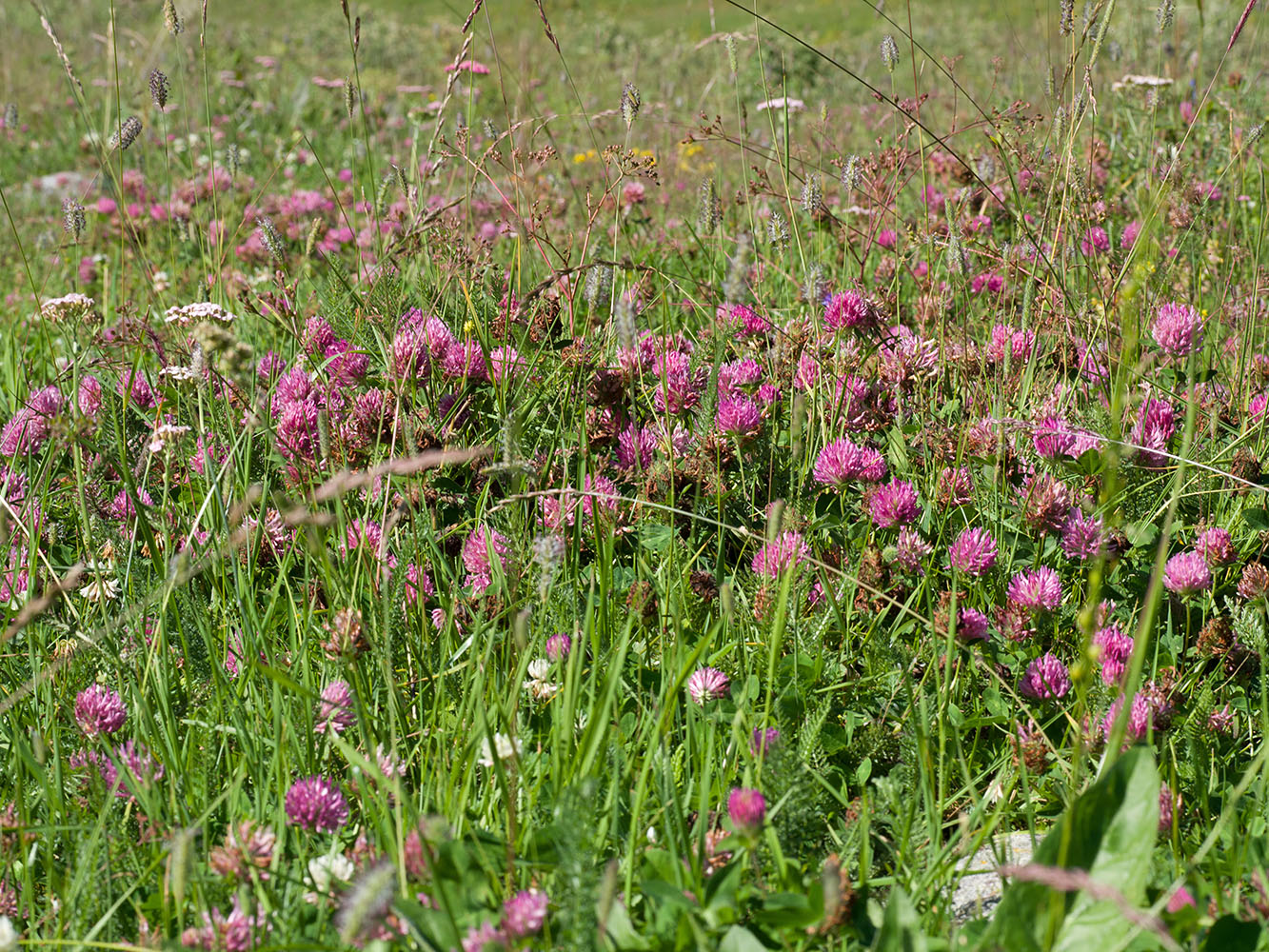 Изображение особи Trifolium pratense.