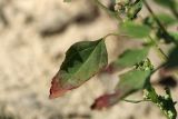 Chenopodium striatiforme