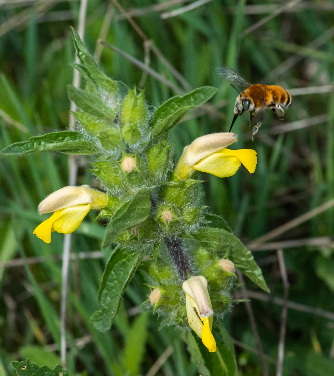 Изображение особи Phlomoides labiosa.