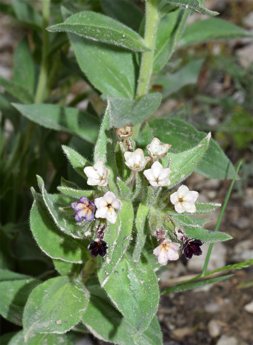 Image of Macrotomia ugamensis specimen.
