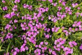 Primula patens. Цветущие растения. Приморский край, Октябрьский р-н, окр. с. Гранатовка, на лугу. 21.05.2025.