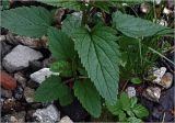 Scrophularia nodosa. Лист. Московская обл., Раменский р-н, окр. дер. Хрипань, садовый участок. 20.05.2025.