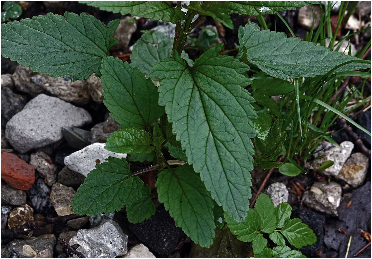 Изображение особи Scrophularia nodosa.