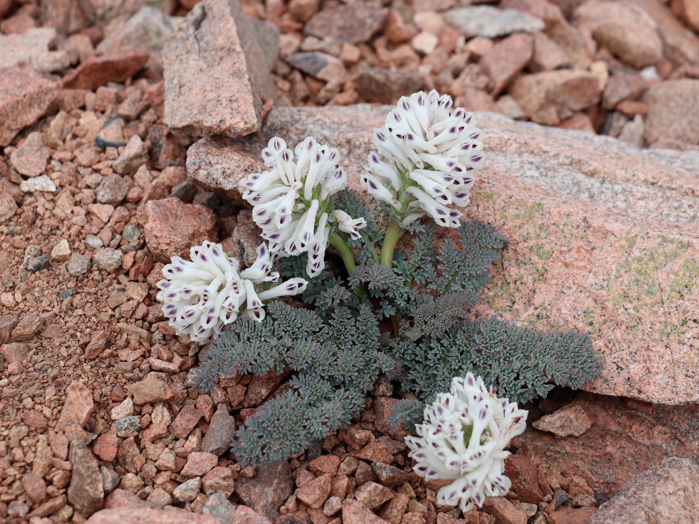 Image of Cysticorydalis fedtschenkoana specimen.