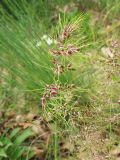 Poa bulbosa ssp. vivipara