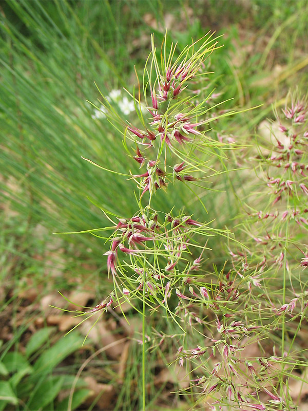 Image of Poa bulbosa ssp. vivipara specimen.