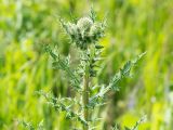 Echinops sphaerocephalus