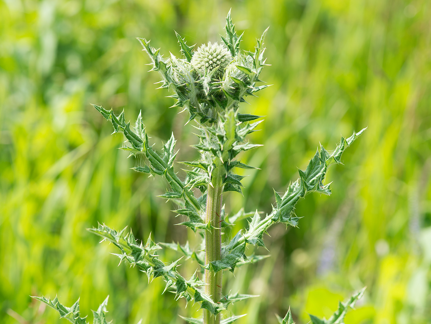 Изображение особи Echinops sphaerocephalus.