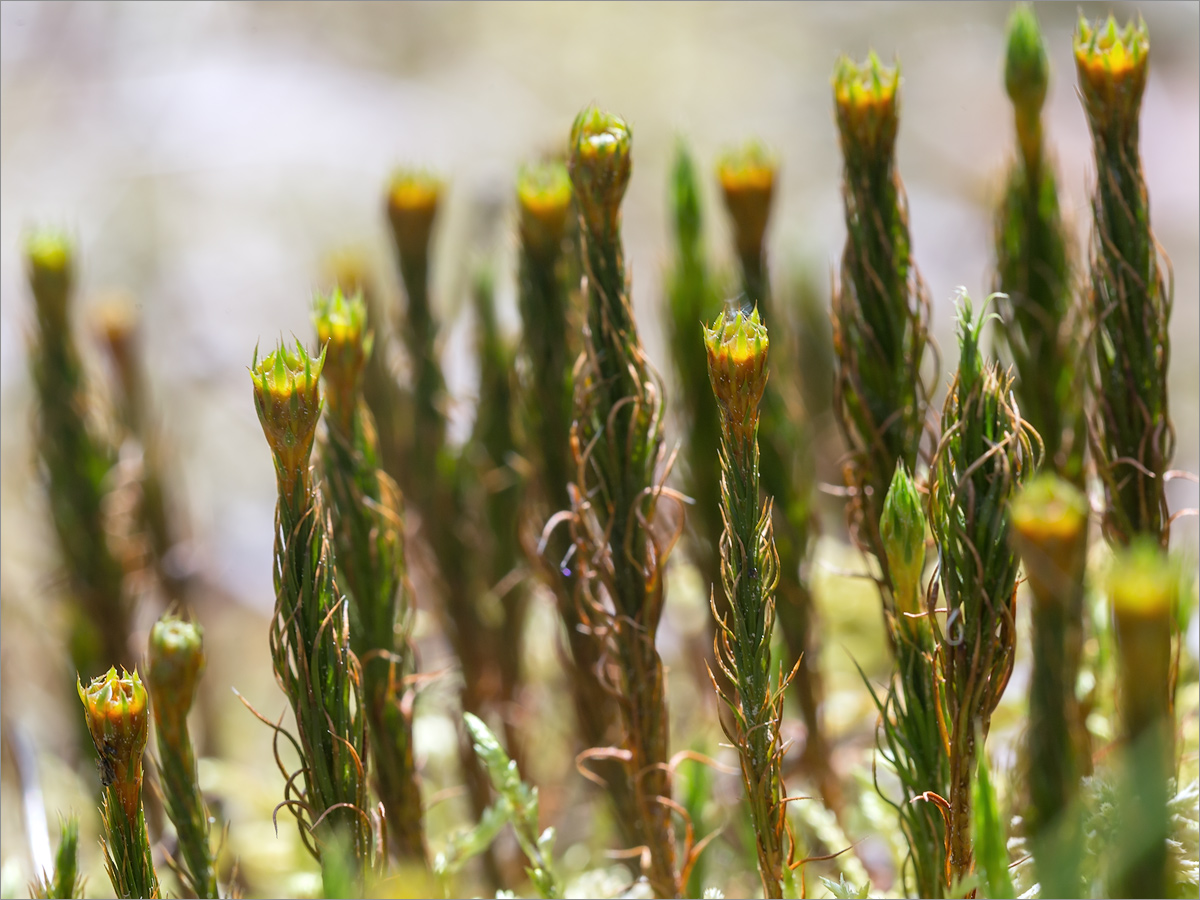 Image of genus Polytrichum specimen.