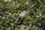Rhododendron caucasicum