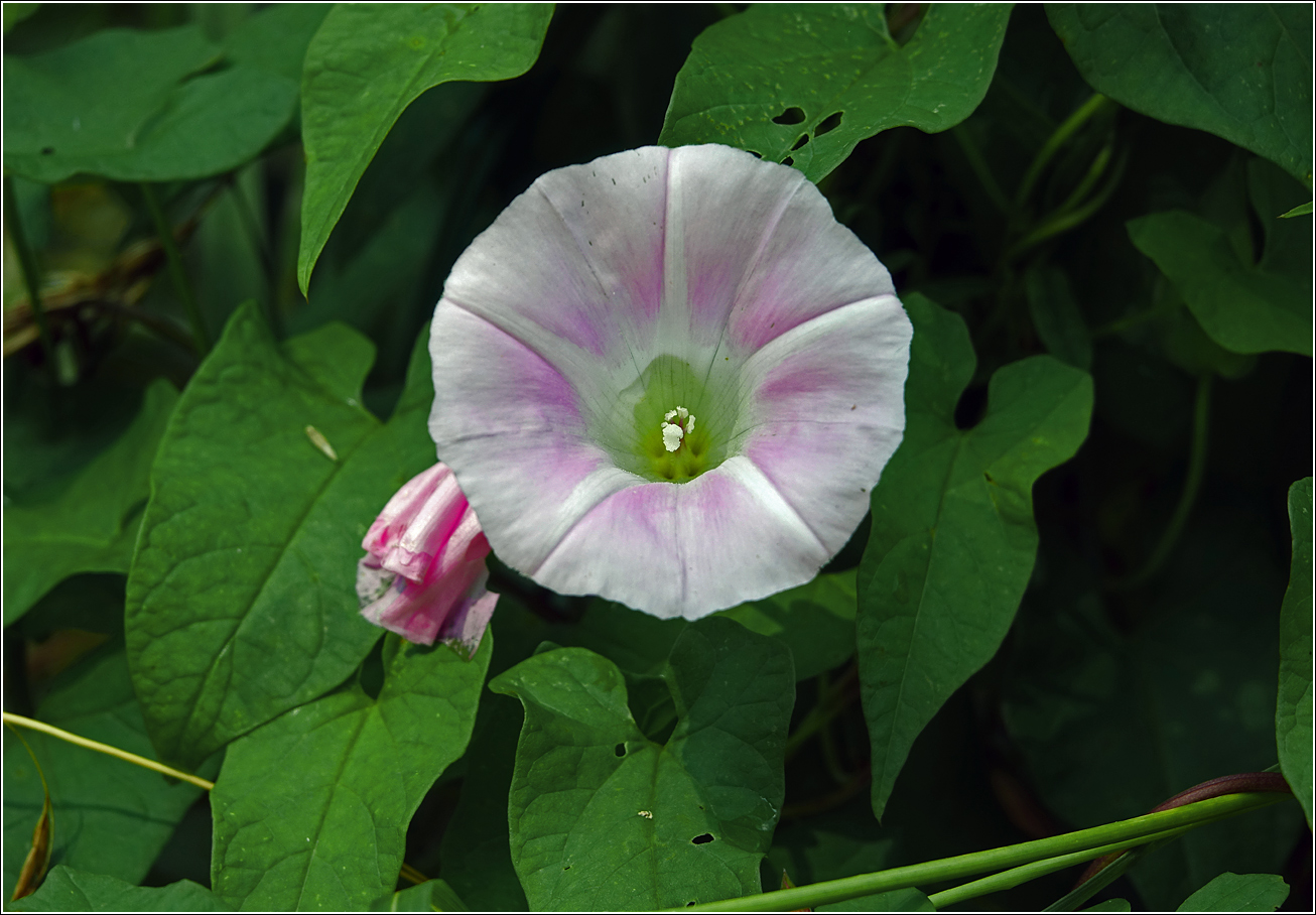 Изображение особи Calystegia spectabilis.