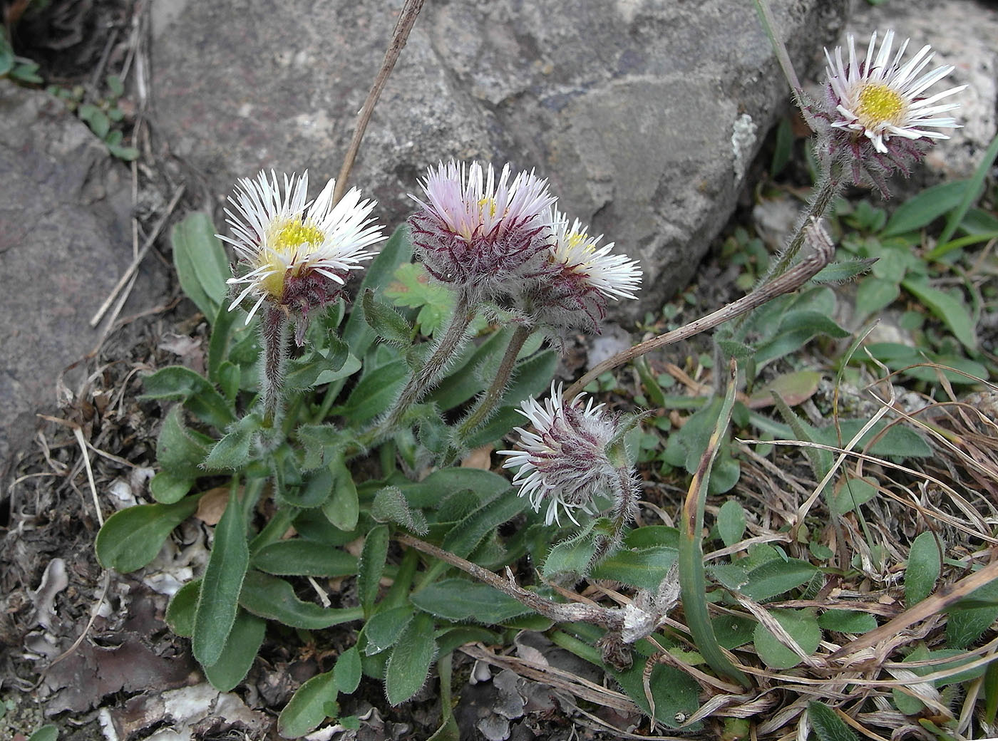 Изображение особи Erigeron lachnocephalus.