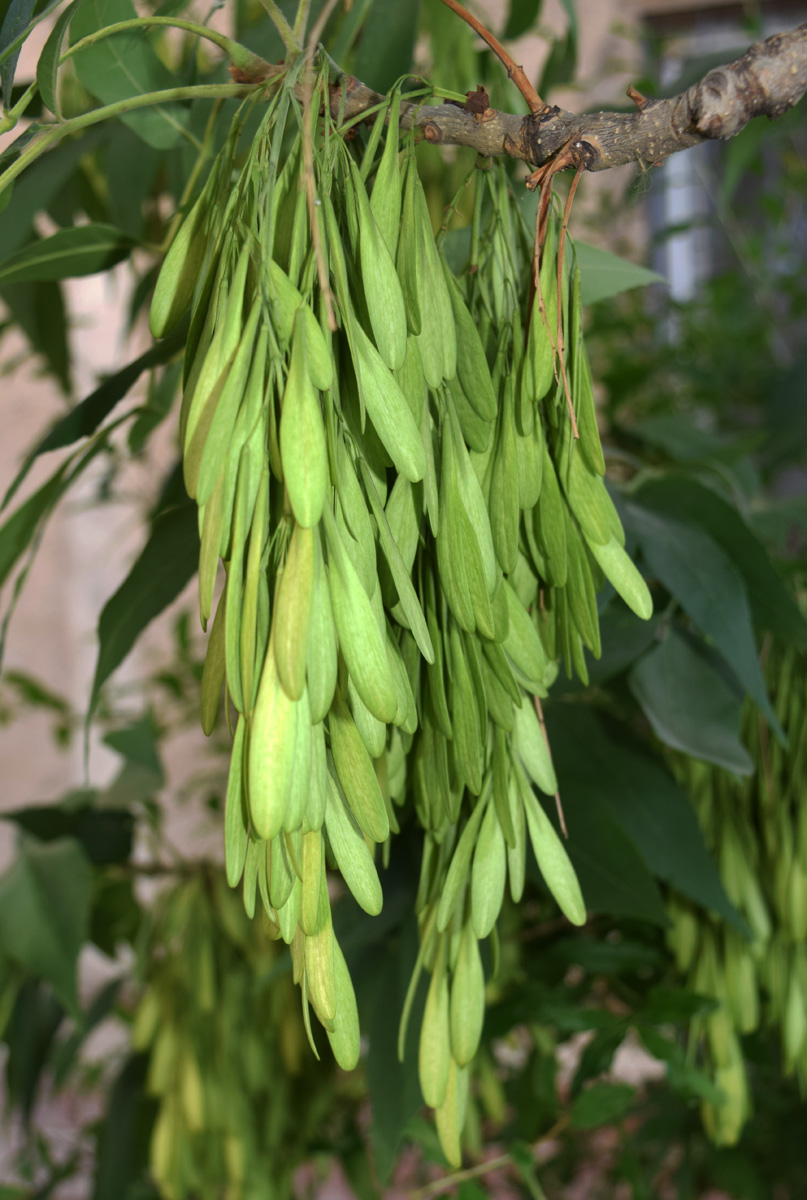 Image of Fraxinus pennsylvanica specimen.