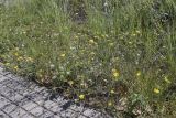 Chondrilla juncea. Цветущие и плодоносящие растения. Испания, Каталония, пров. Жирона, комарка Баш Эмпорда, муниципалитет Калонже, пустырь, скашиваемая полоса вдоль тротуара. 04.09.2025.