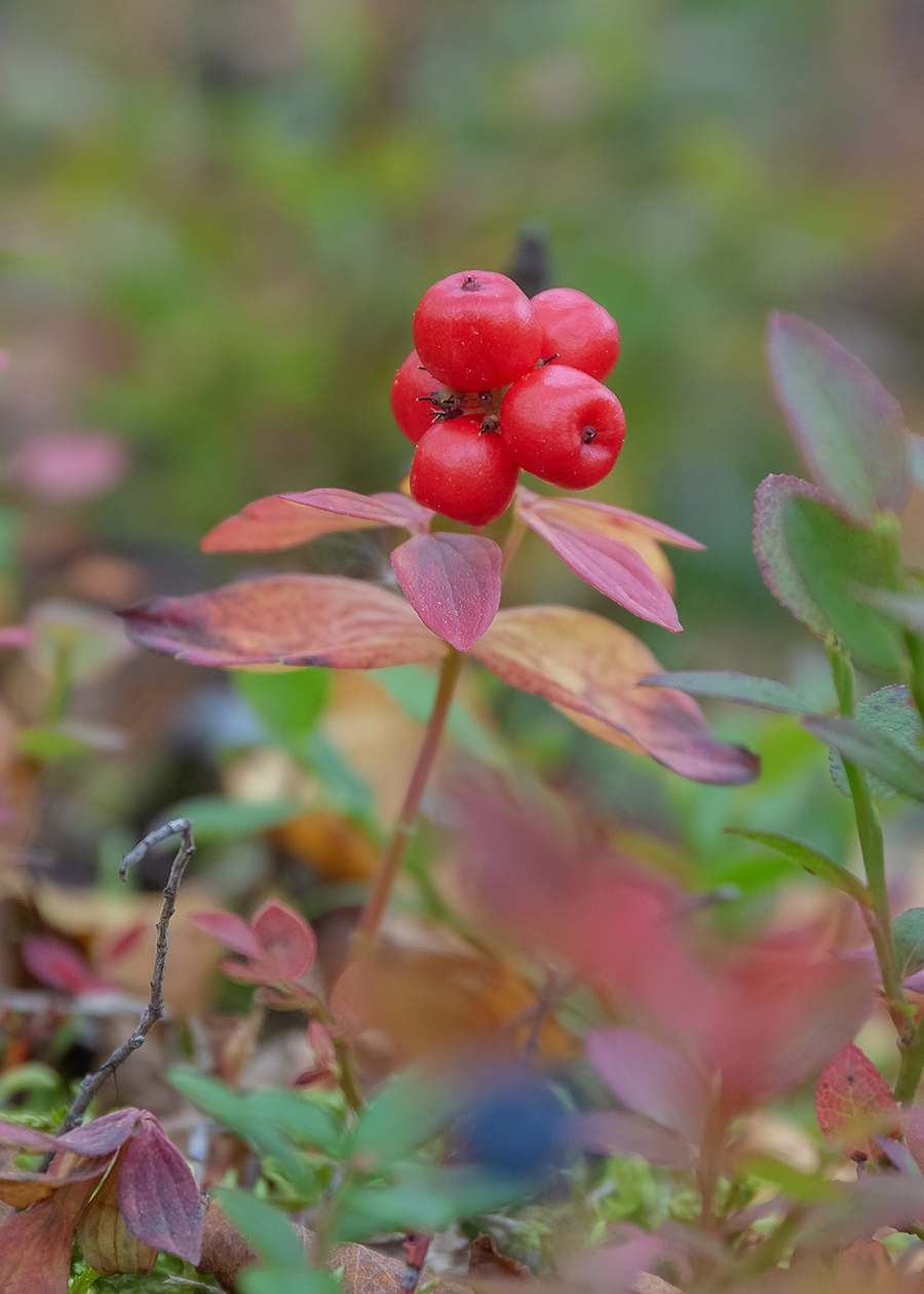 Изображение особи Chamaepericlymenum suecicum.