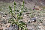 Phlomoides zenaidae