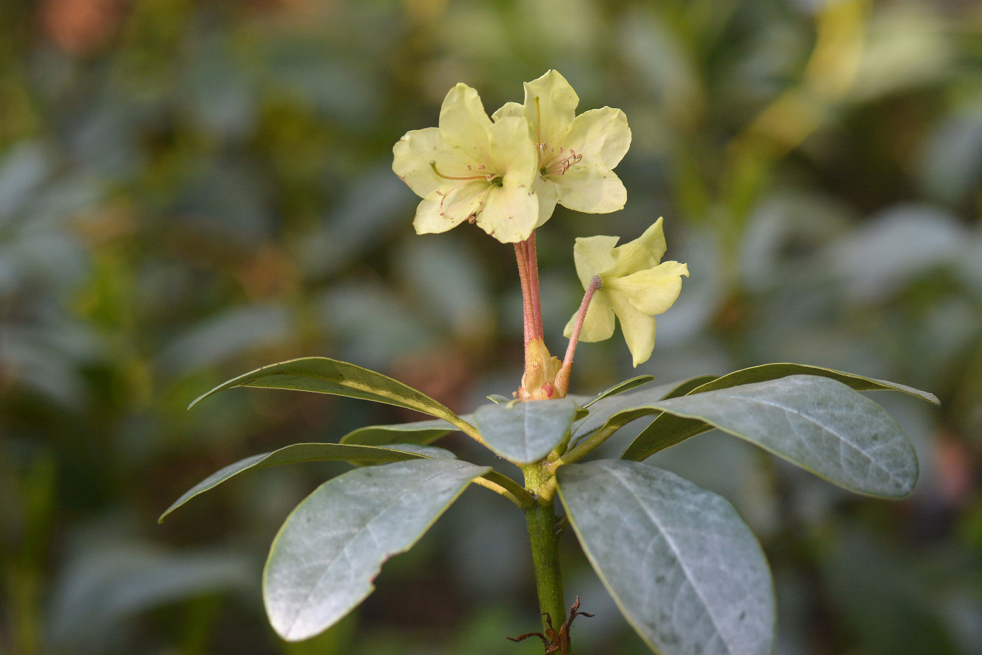 Image of Rhododendron aureum specimen.