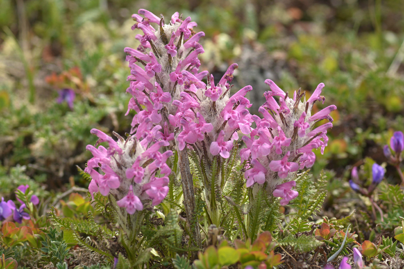 Image of Pedicularis lanata specimen.