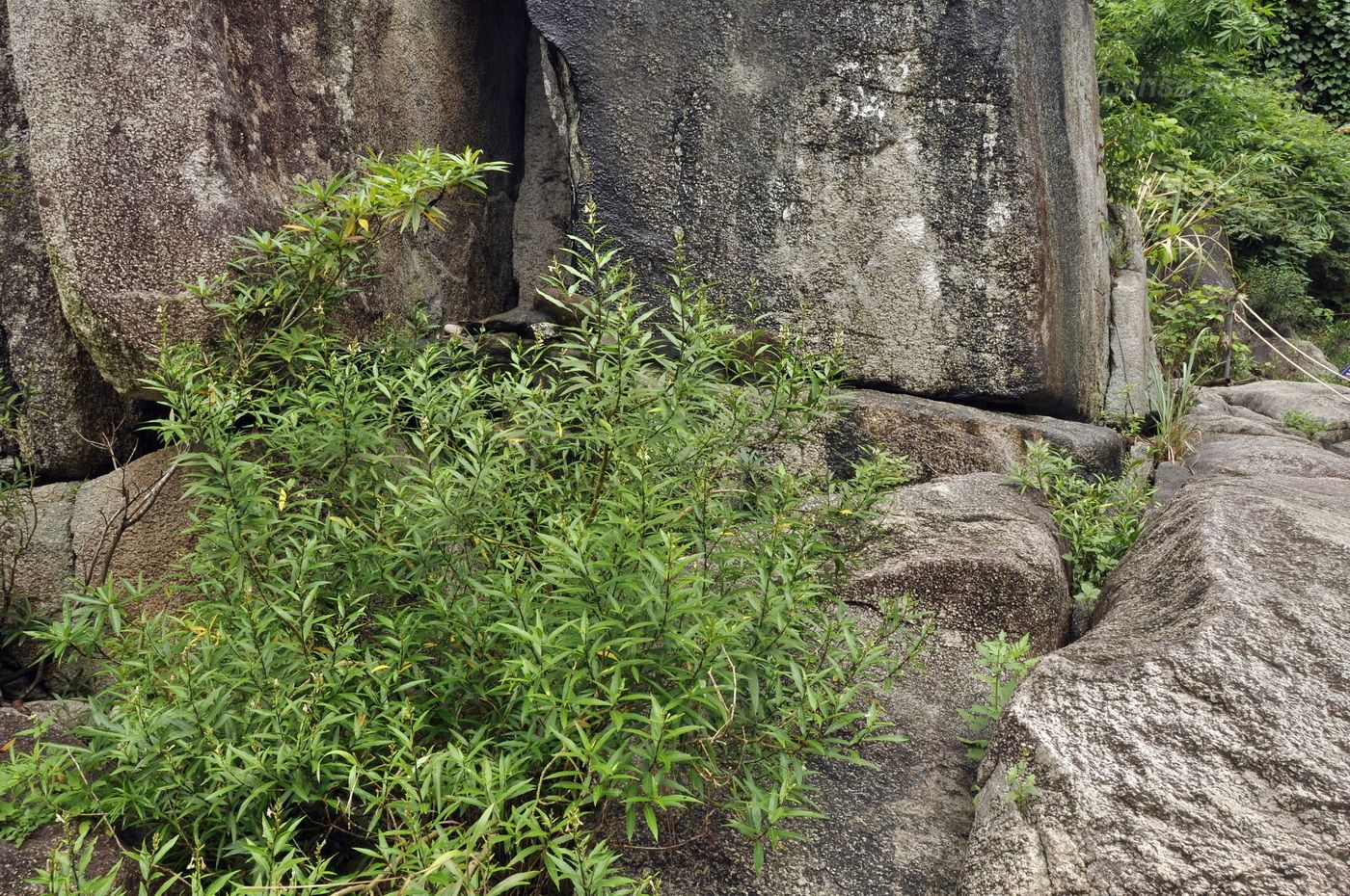 Изображение особи Justicia gendarussa.