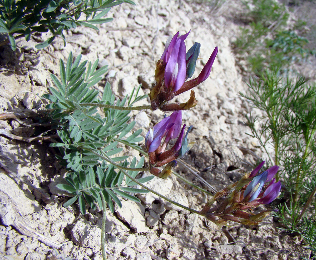 Image of Astragalus ketmentubensis specimen.