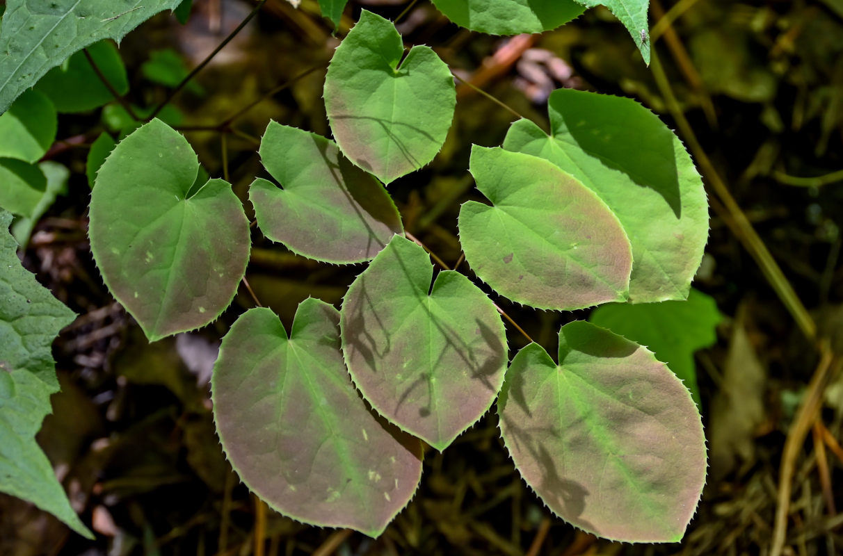 Изображение особи Epimedium brevicornu.
