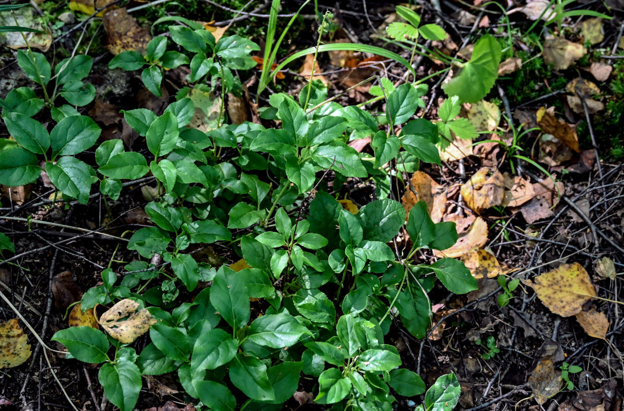 Изображение особи Orthilia secunda.